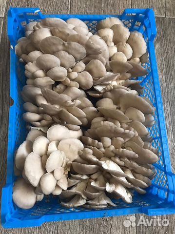 Грибы вешенка