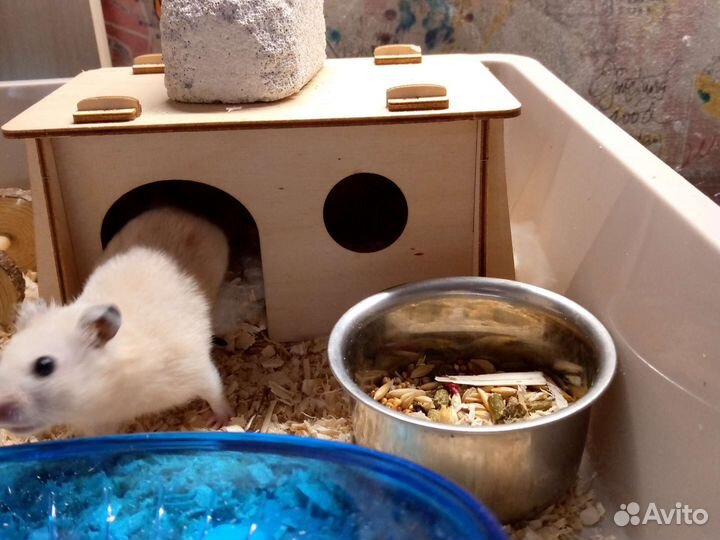 Сирийский хомяк