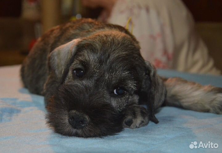 Породистые щенки Цвергшнауцера п\с из питомника