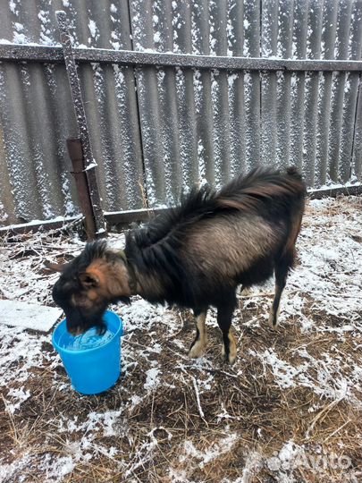 Козёл Альпийский