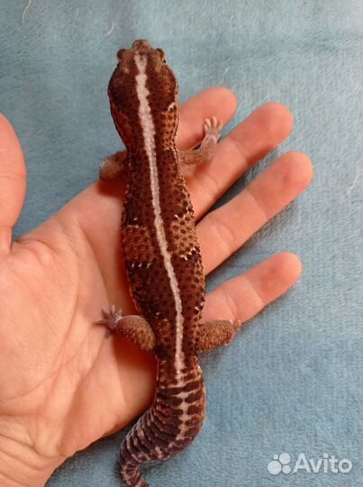 Гемитеконикс, бананоед самки