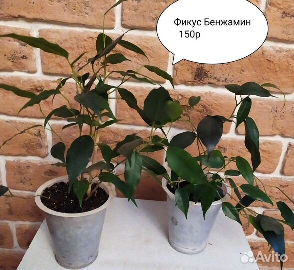 Комнатные цветы