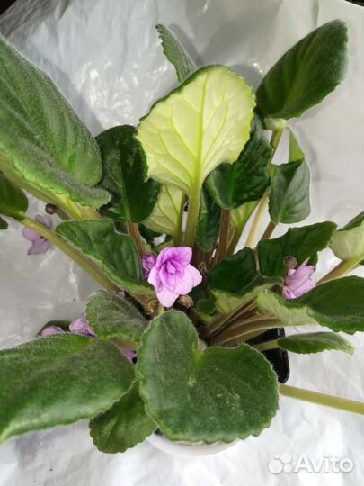 Цветущие фиалки, сенполия фиалкоцветная