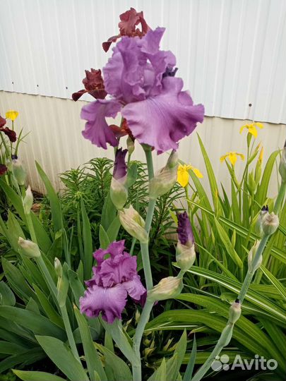 Ирис бородатый