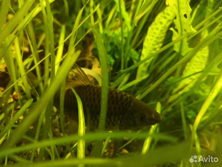 Отдам аквариумного слона