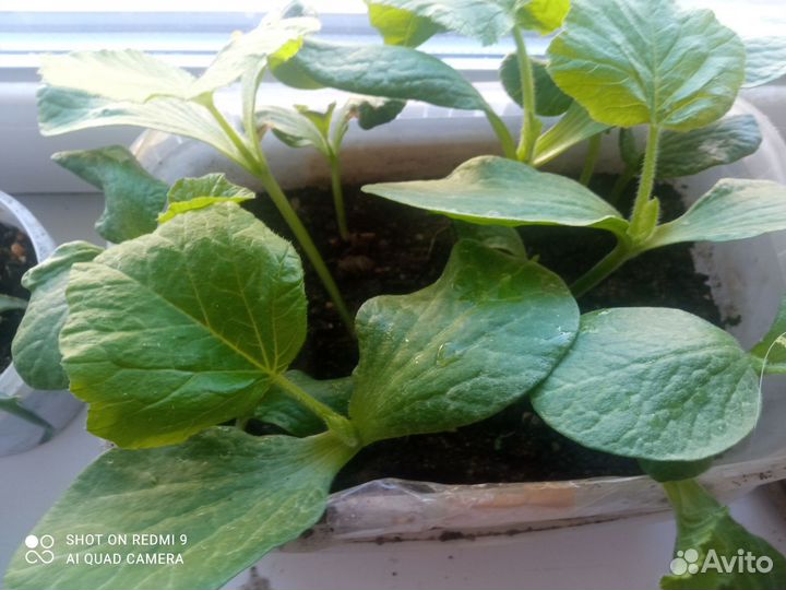 Рассада кабачков