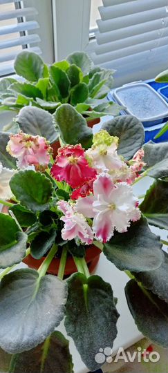 Комнатные цветы.Фиалки