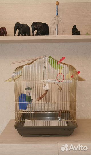 Волнистые попугаи, клетка, аксессуары, корм