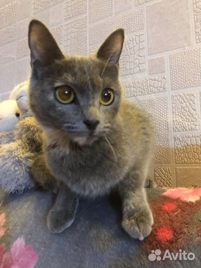 Кошечка в добрые руки