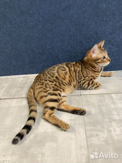 Яркая девочка бенгалка