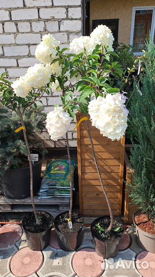 Гортензия на штамбе и кустом