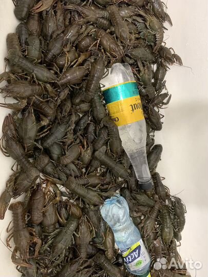 Живые раки с доставкой Абакан