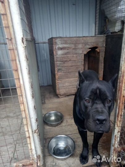 Передержка собак и кошек