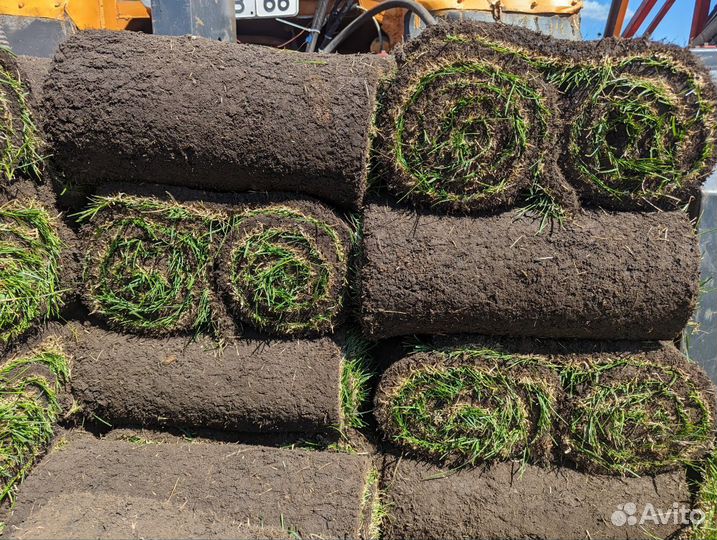 Рулонный газон под ключ