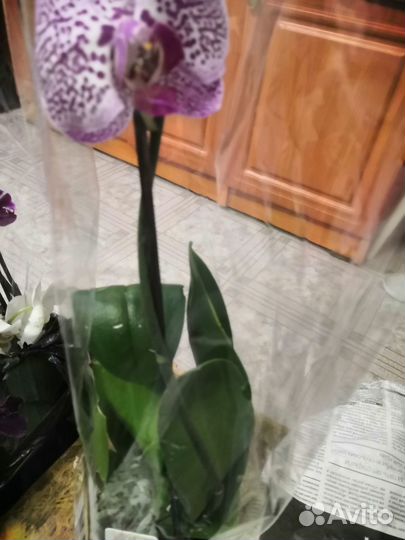 Орхидеи