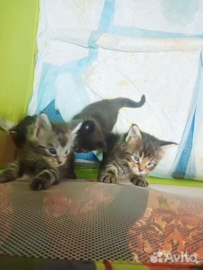 Продам мейн-кунят