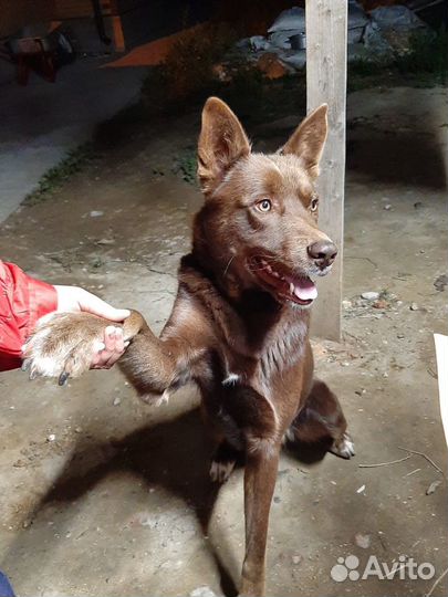 Австралийский келпи