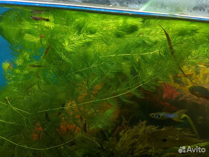 Креветки, водоросли