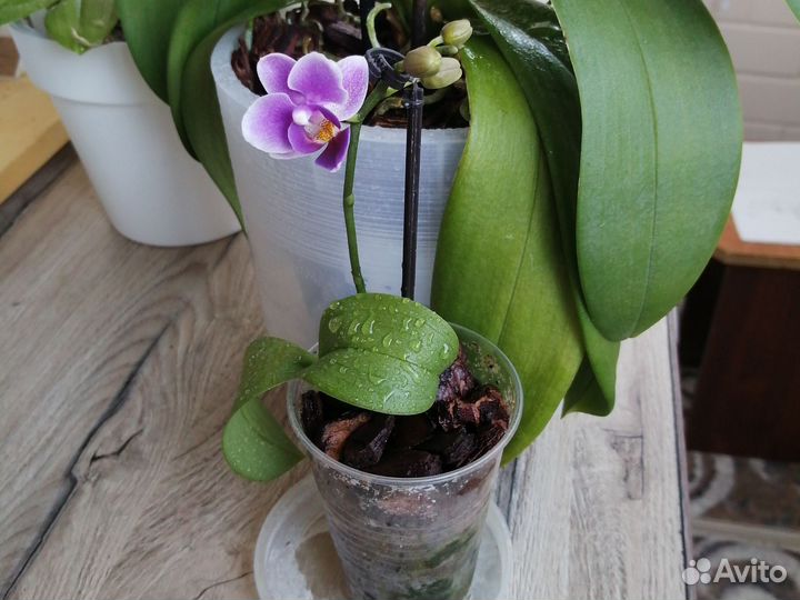 Фаленопсис
