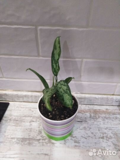 Аглаонема Треба