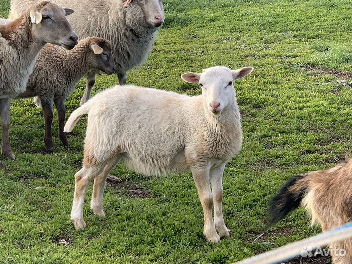 Катумские ягнята