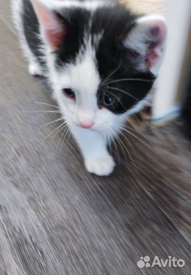 Котенок мальчик в добрые руки