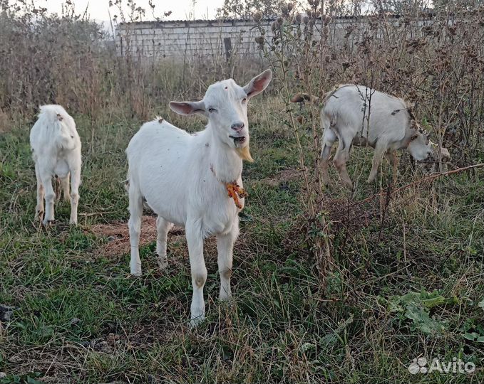 Козел ламанчи