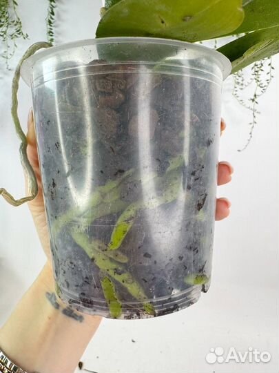 Орхидея фаленопсис Кадиллак трилипс