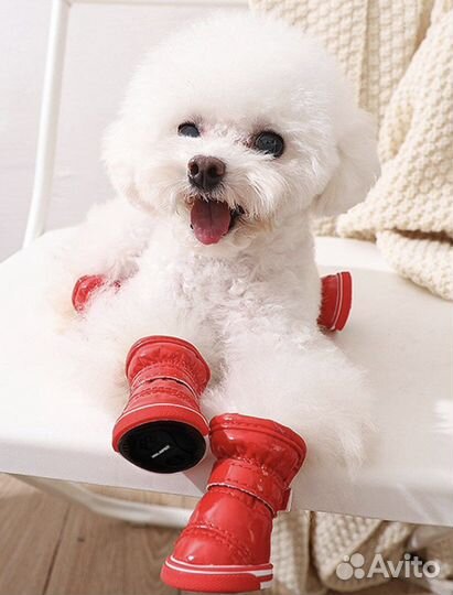 Ботинки для маленьких собак