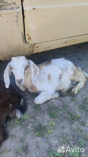 Козёл на вязку