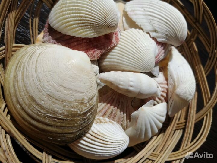 Морские камушки, ракушки