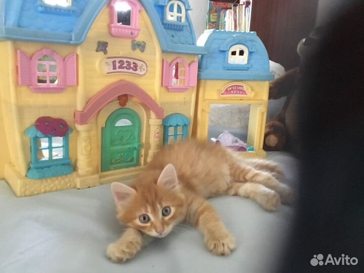 В добрые руки