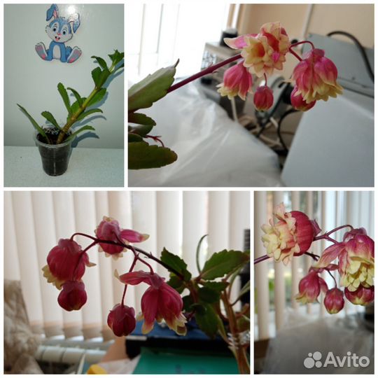 Каланхоэ Мангина Wendy Sunny Balloon