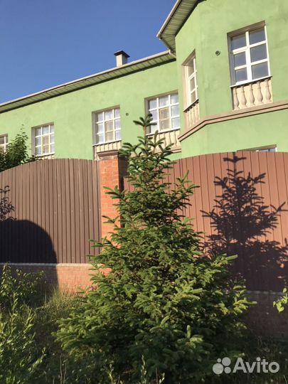 Ель зеленая extra (формированная, плантационная)