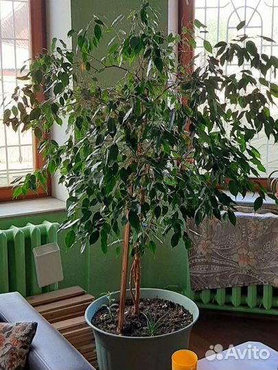 Фикус бенджамина 1м70см