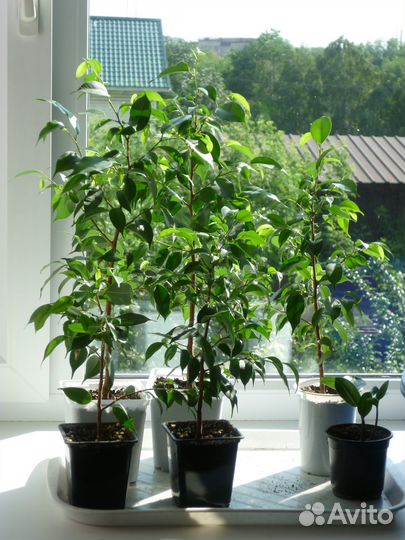 Фикус бенджамина