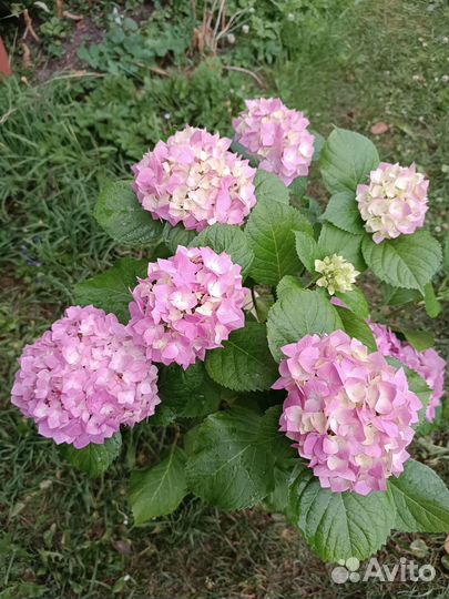 Гортензия крупнолистная цветущая