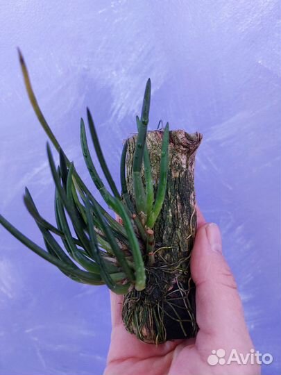 Миниатюрные орхидеи/глиняный горшки