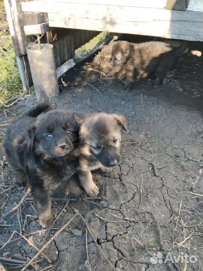 Щенки