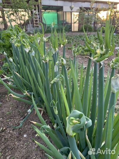 Лук многоярусный, лук слизун