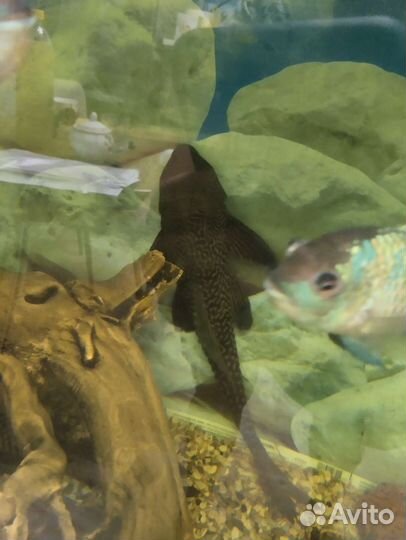 Сом птеригоплихт