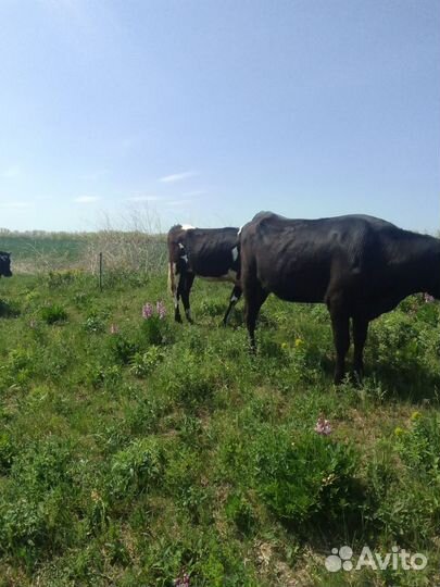 Коровы телята