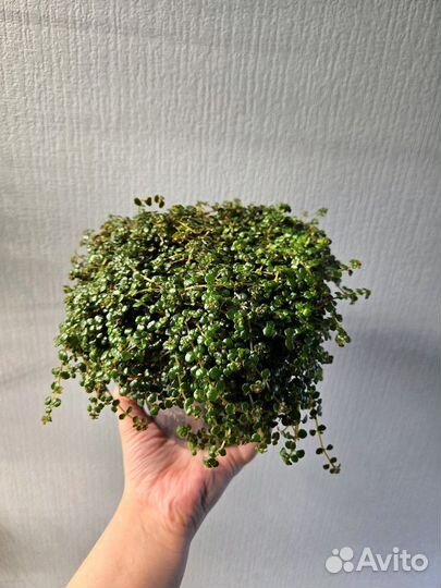 Пилея депресса