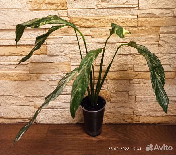 Спатифиллум Джемини (обновление 07.08.2023)