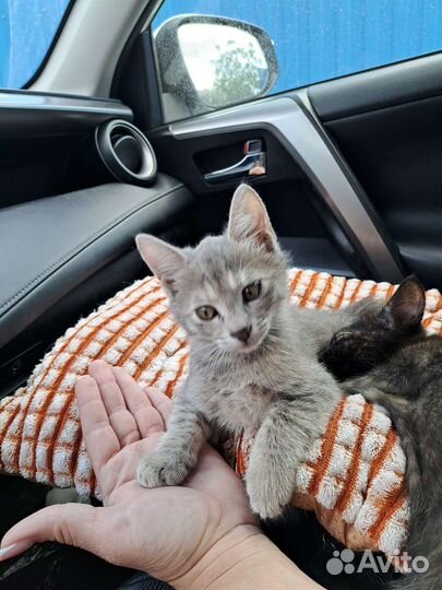 Котята девчонки в добрые руки