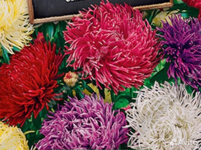 Рассада однолетних цветов