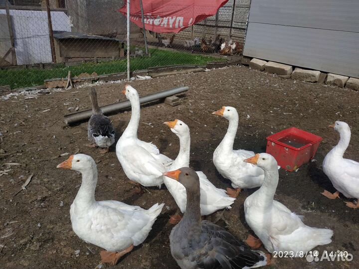 Семья гусей
