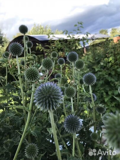 Мордовник шароголовый