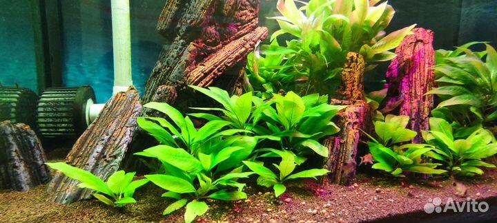 Лимонник растение для аквариума осталось 5 штук