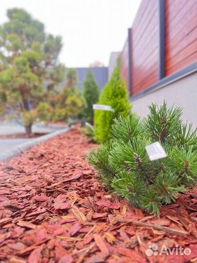 Мульча кора Лиственницы